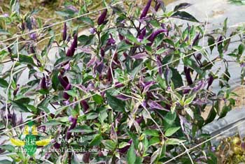 Ornamental Pepper 060 - Ornamental Pepper 060